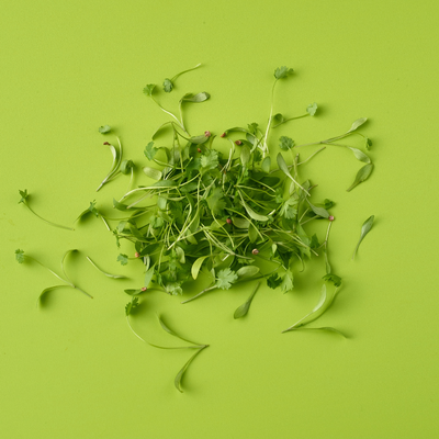 Microcress Coriander