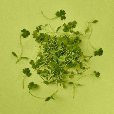 Micro Parsley