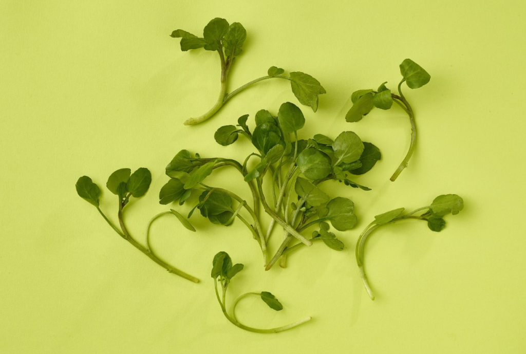 Watercress