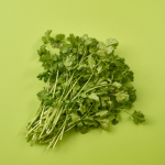 Coriander