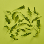 Wild Roquette (Rocket)