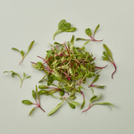 Red Micro Chard 