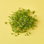 Micro Lemon Balm